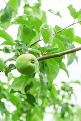 one apple green, unripe on a tree branch close-up against a blurred background of foliage