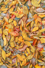 fallen autumn leaves red and yellow, background autumn texture