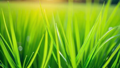 Naklejka premium Close-up of vibrant green grass blades with sunlight shining through, creating a warm and natural backdrop.