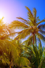 Tropical palm tree with sun light on sky background. Beautiful natural exotic view