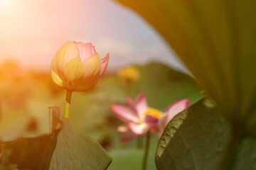 A pink lotus flower sways in the wind. Against the background of their green leaves. Lotus field on the lake in natural environment.