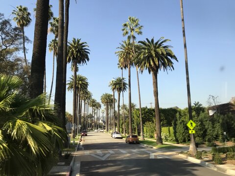 palm trees along road