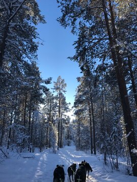 Dog sledding in the snow