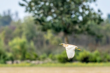 Squacco heron in flight on a pond in the Camargue, France