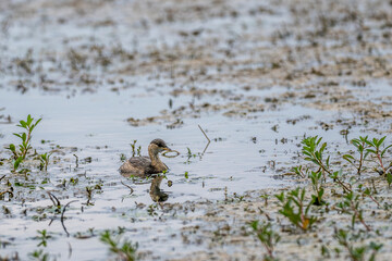 juvenile great grebe on a pond in the Camargue, France