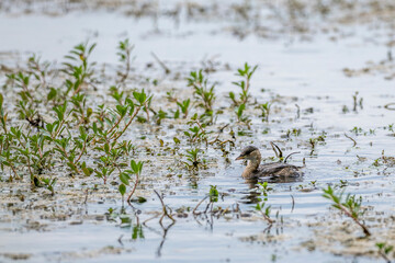 juvenile great grebe on a pond in the Camargue, France