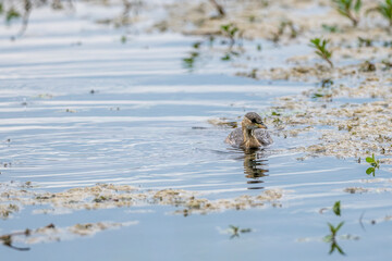 juvenile great grebe on a pond in the Camargue, France