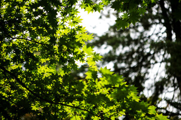 Fototapeta premium View of the maple leaves on the branches in summer