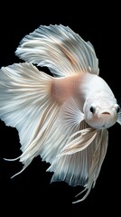 Fototapeta premium Majestic white betta fish swimming gracefully in dark waters