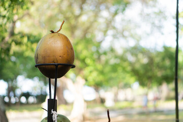 Hanging Gourds Display in Nature