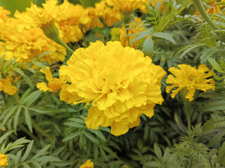 Yellow marigolds grow in the park. Marigold close-up. Background, place for text. Yellow flowers in the garden. background for calendar, postcards.