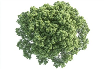 Aerial view of quercus robur tree, tree arrangement