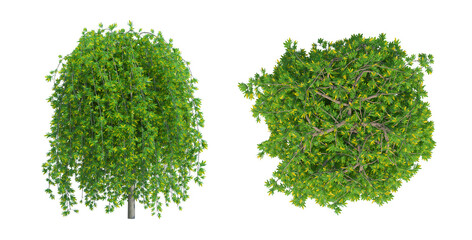 Siberian Peashrub tree set png alpha chanel top front view