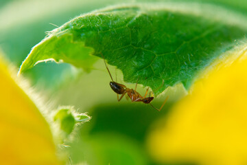 insect