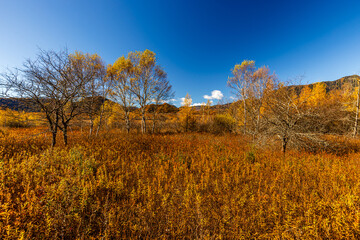 Autumn leaves at Senjogahara in Oku-Nikko (Tochigi Prefecture)