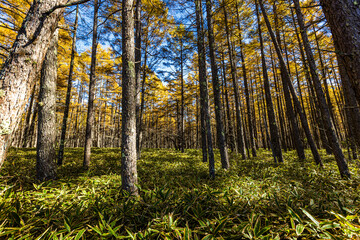 Autumn leaves at Senjogahara in Oku-Nikko (Tochigi Prefecture)