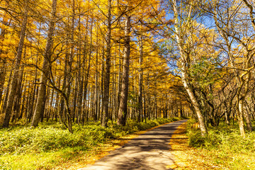 Fototapeta premium Autumn leaves at Senjogahara in Oku-Nikko (Tochigi Prefecture)