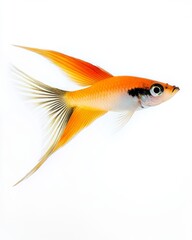 Fototapeta premium the Swordtail Fish, Isolated on white Background