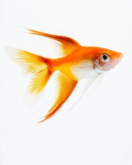 the Swordtail Fish, Isolated on white Background