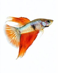 the Guppy Fish, Isolated on white Background