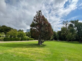 A lonely tall pyramidal tree on a beautiful green meadow against the background of blue sky and clouds