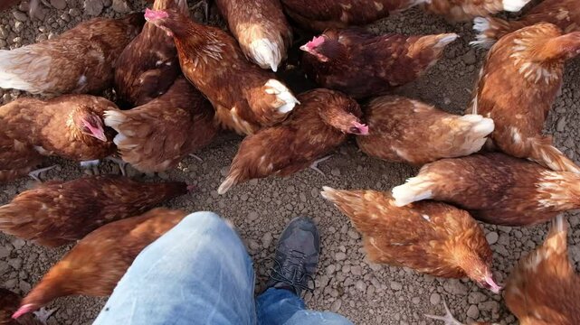 A farmer walks among active free range hens in an open field, showcasing a natural environment where the birds roam freely.
