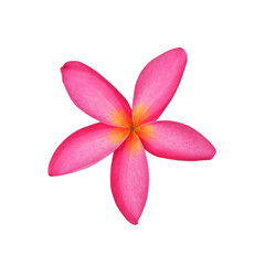 Obraz premium frangipani flower isolated on white