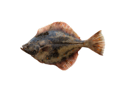 European Flounder isolated on white background