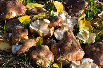 Autumn mushrooms. Tricholoma populinum mushroom on grass and yellow leaves.