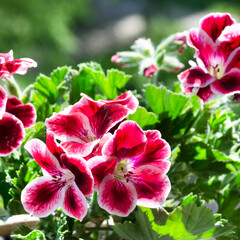 Pelargonium flowers. Royal pelargonium. Blooming geranium in the sun.