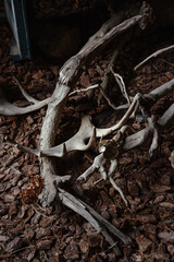 Skull, horn bones of small cattle in Close-up of a skull on the ground.