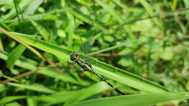 Dragonfly or capung badak (Orthetrum sabina) or skimmer ramping or capung elang rawa hijau perched on green grass in rice fields