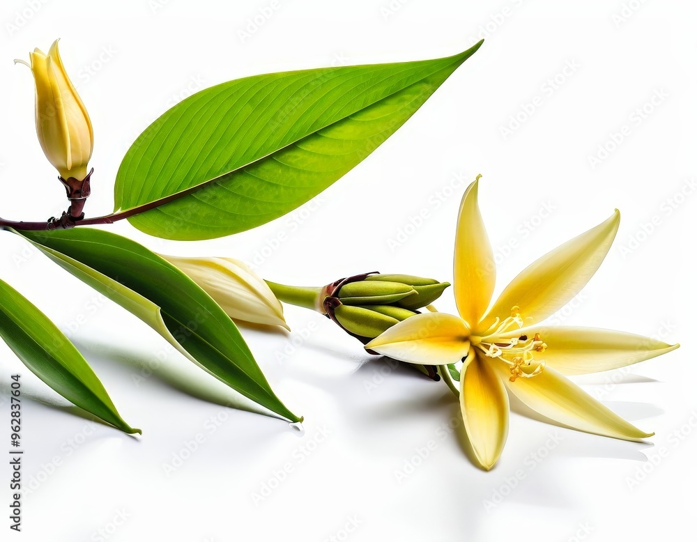 Wall mural A single yellow flower with multiple buds and green leaves on a white background.