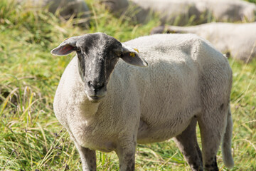 Schaf, Wolle, Natur