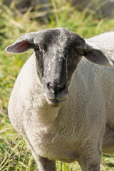 Fototapeta premium Schaf, Wolle, Natur