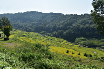 稲倉棚田