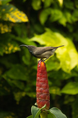 single Seychelles sunbird, colibri on insulin flower 