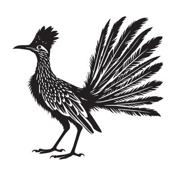 recommend clip art: Greater Roadrunner Silhouette - Greater Roadrunner
                    Bird Vector Illustration Black and White