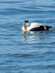 Common eider male at Baltic Sea