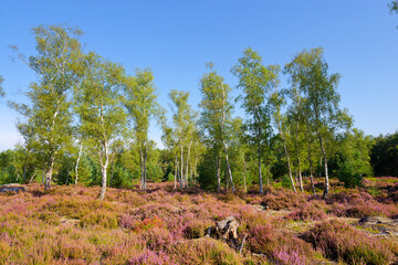 La Touche aux Mulets heathers land in Fontainebleau forest