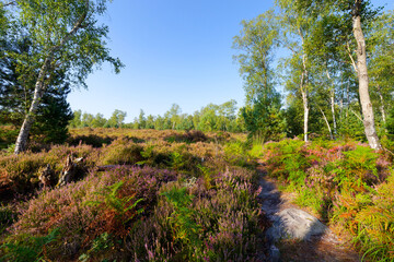 La Touche aux Mulets heathers land in Fontainebleau forest