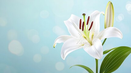 Fototapeta premium Ethereal Beauty of a White Lily Blossom Enhanced by Soft Floral Background