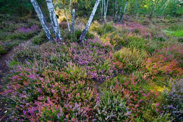 La Touche aux Mulets heathers land in Fontainebleau forest