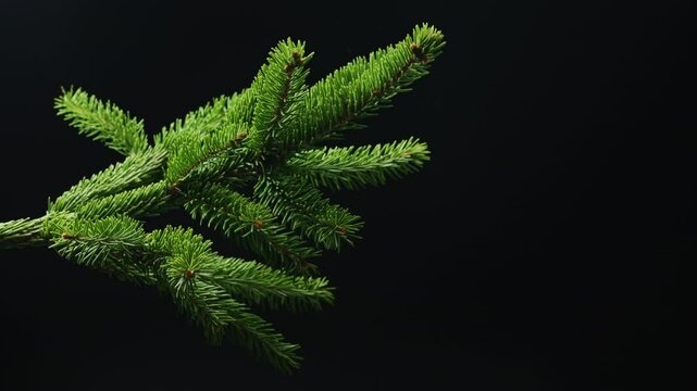 Green spruce branch on black background