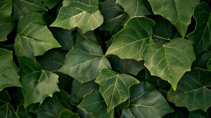 Photograph of leaves taken with a macro lens