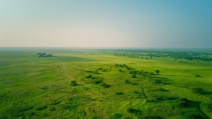 Aerial View of Serene Grassland with Lush Vegetation
