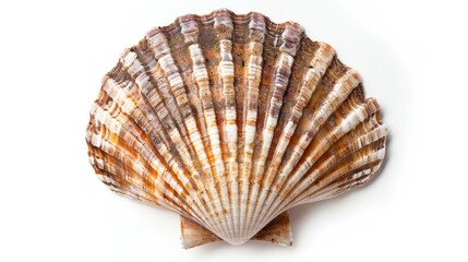 Obraz premium Scallops shell seen from above on a white background.