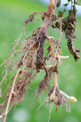 Root disease of potatoes grown in the field, the main root rots and turns black.