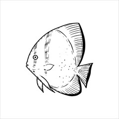 Hand drawn sea fish. Underwater world. Vector illustration isolated on white background.