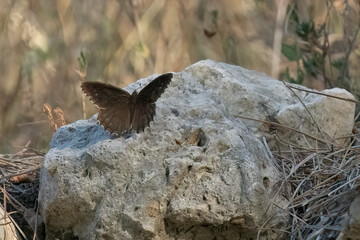 A Brown Butterfly on a rock